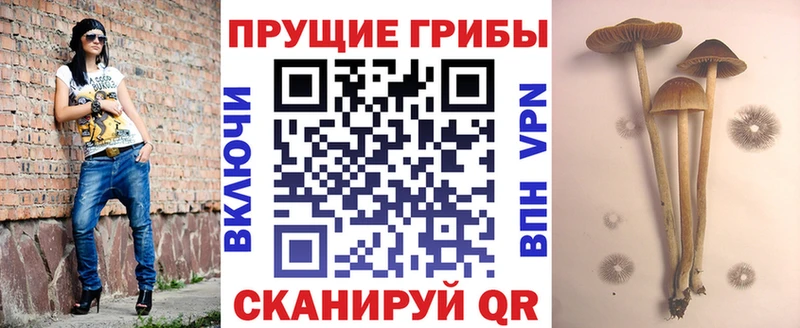 Галлюциногенные грибы Psilocybine cubensis Бокситогорск